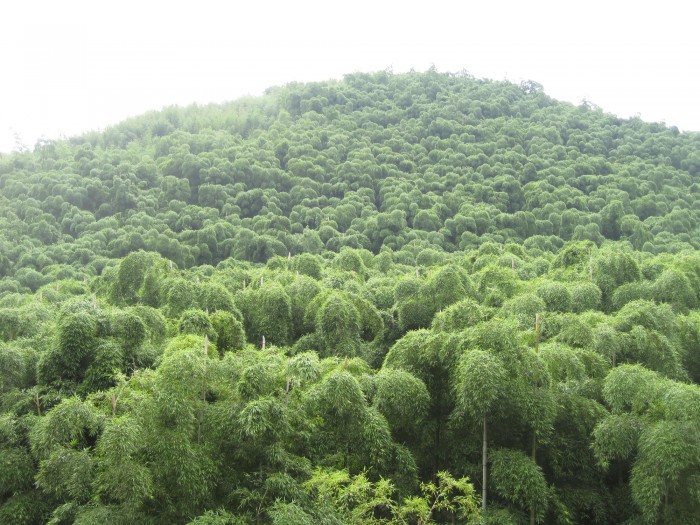 The Bamboo Forests of Moganshan